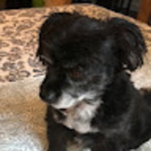 Meet your Posher, Toni